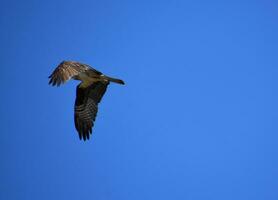 Flügel gefaltet und flattern im Flug im Blau Himmel foto