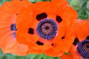 Makro von das Center von ein Mohn blühen foto