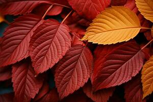 Nordwest Schulen Gold und Purpur Palette im Herbst Blätter Detail ai generiert foto