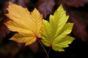 zwei fallen Blätter, präsentieren Naturen atemberaubend herbstlich Palette ai generiert foto