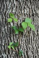 vergiften Efeu Blätter von drei auf Baum Rinde foto