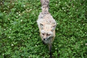 süß rot Fuchs kriechend durch das Kleeblatt foto