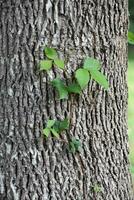 vergiften Efeu Blätter von drei kriechend oben ein Baum foto