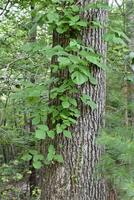 Wald mit vergiften Efeu Reben Klettern oben foto