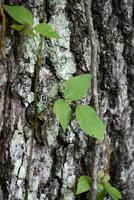 kriechend vergiften Efeu Ranke gehen oben ein Baum foto