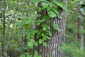 kriechend vergiften Efeu Ranke auf ein Baum Kofferraum foto