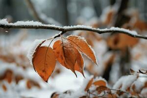 ein schneebedeckt Wald Szene offenbart lebendig Herbst Laub auf eisig Geäst ai generiert foto