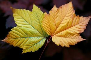ein Paar von lebendig Herbst Blätter geschmückt mit beschwingt saisonal Farben ai generiert foto