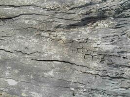 Nahansicht von Baum Stamm. Beton Holz Textur. Baum Rinde Textur von das Zement Linderung Gips Mauer mit natürlich Farbe malen. foto