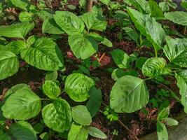 Pflanzen von Spinat Blatt. hydroponisch Gemüse Bauernhof. Landwirtschaft zum frisch und gesund Grüns. foto