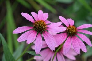 schön blühen Echinacea Blühen im ein Garten foto