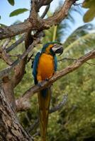 isoliert Blau und Gold Papagei im ein Baum foto