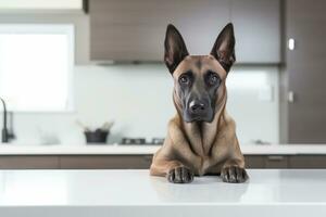 Foto von ein wachsam Belgier Malinois im ein wachsam Pose gegen ein sauber Weiß Arbeitsplatte. generativ ai