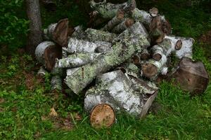 groß Stapel von Birke Protokolle von ein Baum foto