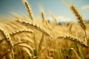 ein ländlich Charme mit ein üppig Gerste Weizen Feld wie Landschaft ai generiert foto