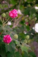 bunt Schönheit Blume im blühen und Grün Blätter romantisch Garten Landschaft Dekoration Hintergrund foto