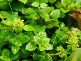 Schönheit Grün Blätter frisch botanisch draußen Hintergrund Dekor Landschaft foto