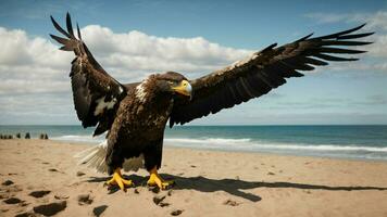 ein schön Sommer- Tag mit Blau Himmel und ein einsam stellers Meer Adler Über das Strand ai generativ foto