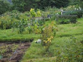 Kleingarten Gemeinschaftsgarten foto