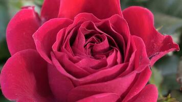 ein schließen oben von ein groß rot Rose foto