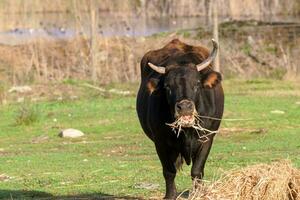 Nahansicht von ein Stier Fütterung im ein Grün Feld im das Morgen. foto