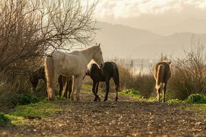 Gruppe von Pferde im Freiheit beim Sonnenuntergang, jung und Erwachsene im Herde, Mallorca, Balearen Inseln, Spanien, foto