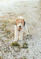 jung Schönheit erforscht, Fuchs Terrier Abenteuer in der Nähe von ein Clearing und entfernt Zuhause foto