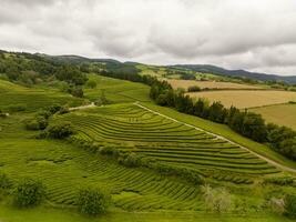 cha Gorreana Tee Plantage - - Portugal foto