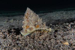 einsiedlerkrebs im roten meer bunt und schön, eilat israel foto