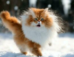Markieren das Freude von ein süß Katze erleben es ist zuerst Begegnung mit Schnee, Winter Konzept Foto