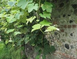 Weinrebenpflanze, Vitis vinifera foto