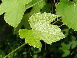 Weinrebenpflanze, Vitis vinifera foto