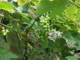 Weinrebenpflanze, Vitis vinifera foto