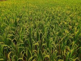 gelber Paddy-Reissamen mit Reisfeldern im Hintergrund foto