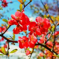 Blüten von Chaenomeles im Frühjahr im Garten. Nahaufnahme foto