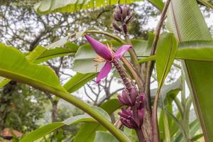 lila rote bananenpflanze heliconia blume tropische natur malaysia.