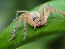 Spinne Makro Fotografie foto