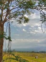 hängend Baum Wurzeln Show ihr Alter gegen das Hintergrund von Wolken und Reis Felder foto