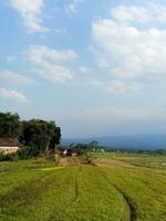 Aussicht von Reis Felder mit Blau Himmel Hintergrund foto