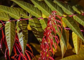 rhus Typhin im Oktober. Gelb rot Blätter von Hirschhorn Sumach. rhus Typhin ist ein Spezies von blühen Pflanzen im das Anacardiaceae Familie. foto