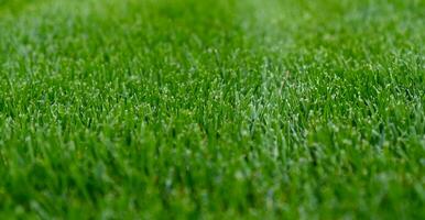 Nahansicht Grün Gras, natürlich Grün Textur von Rasen Garten. Streifen nach Mähen Rasen Gericht. Rasen zum Ausbildung Fußball Tonhöhe, Golf Kurse. foto