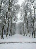 des Winters wunderlich Wunderland - - spazieren gehen durch ein schneebedeckt Gasse im ein malerisch Park während das festlich Jahreszeit von Neu Jahr und Weihnachten foto
