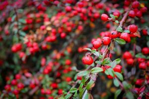 Cranberry Makro, rot Beeren, und Grün Geäst, Nahansicht Aussicht von beschwingt rot Preiselbeeren auf üppig Grün Zweige foto