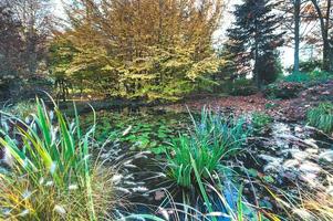 Herbstfarben in einem Garten mit Teich foto