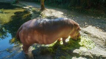 Seite Aussicht von ein Nilpferd oder Wasser Nashorn oder Nilpferd Amphibius Essen Gras foto