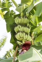 rohe Bananenfrucht mit Bananenblättern in der Natur foto