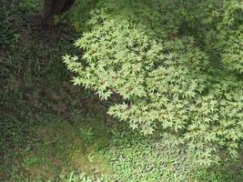 grüner Ahornbaum und Rasen