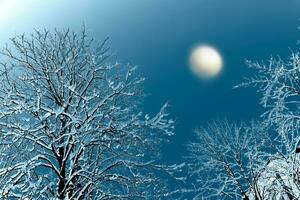 stilisiert Foto. gefroren Winter Wald mit Schnee bedeckt Bäume. foto