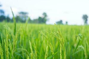Grün Reis Felder im das warm Sonnenlicht Ideen zum wachsend Pflanzen ohne giftig Chemikalien foto