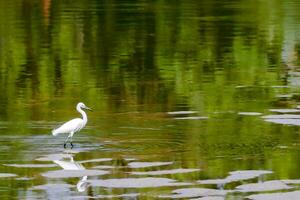 Reiher Vogel im das Wasser foto